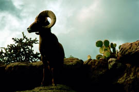 24-bighorn-inside
