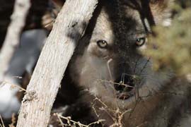 Mexican Gray