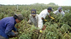 AZL Farmworker Health