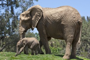 zoo-release